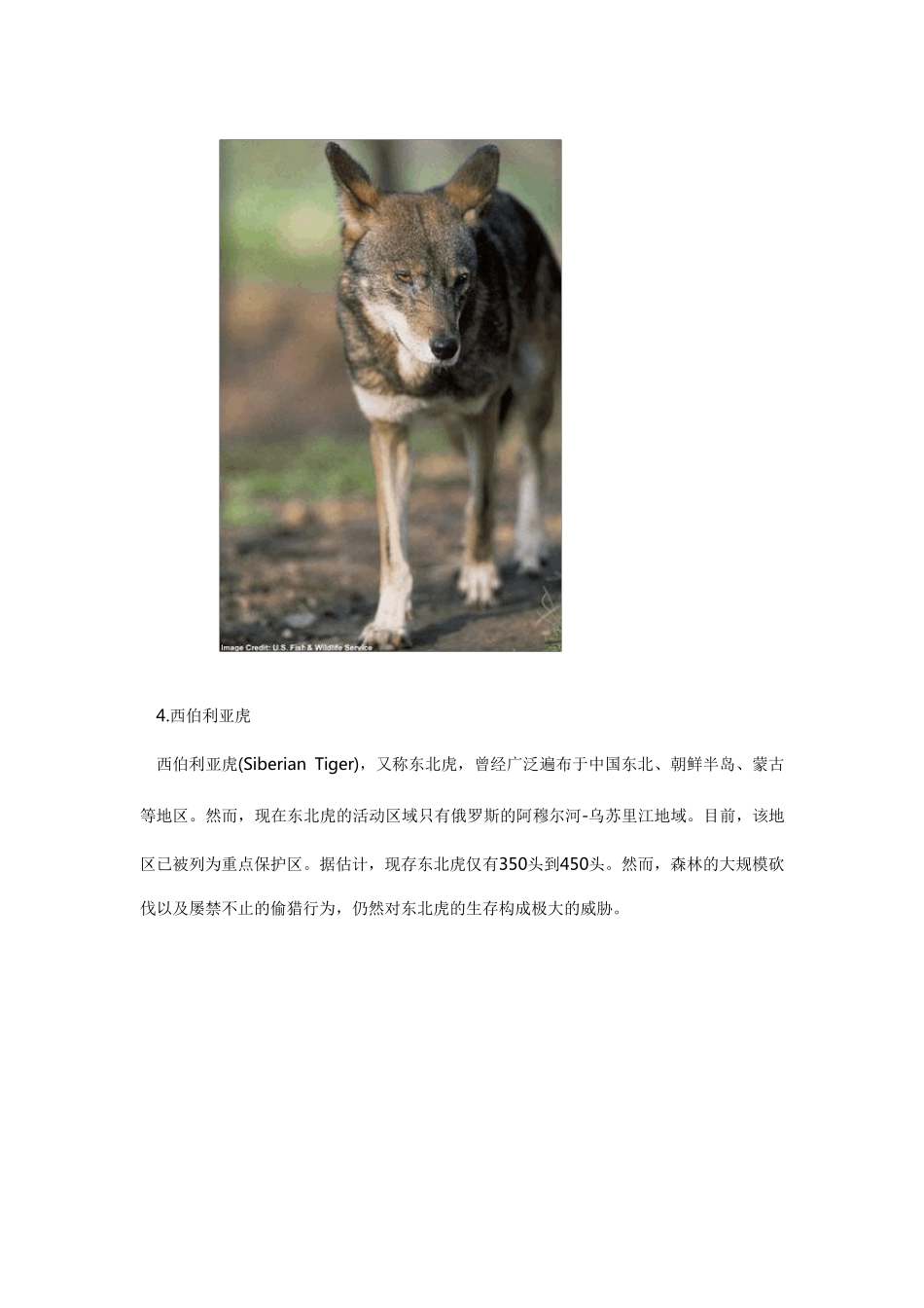 世界十大濒危动物_第3页