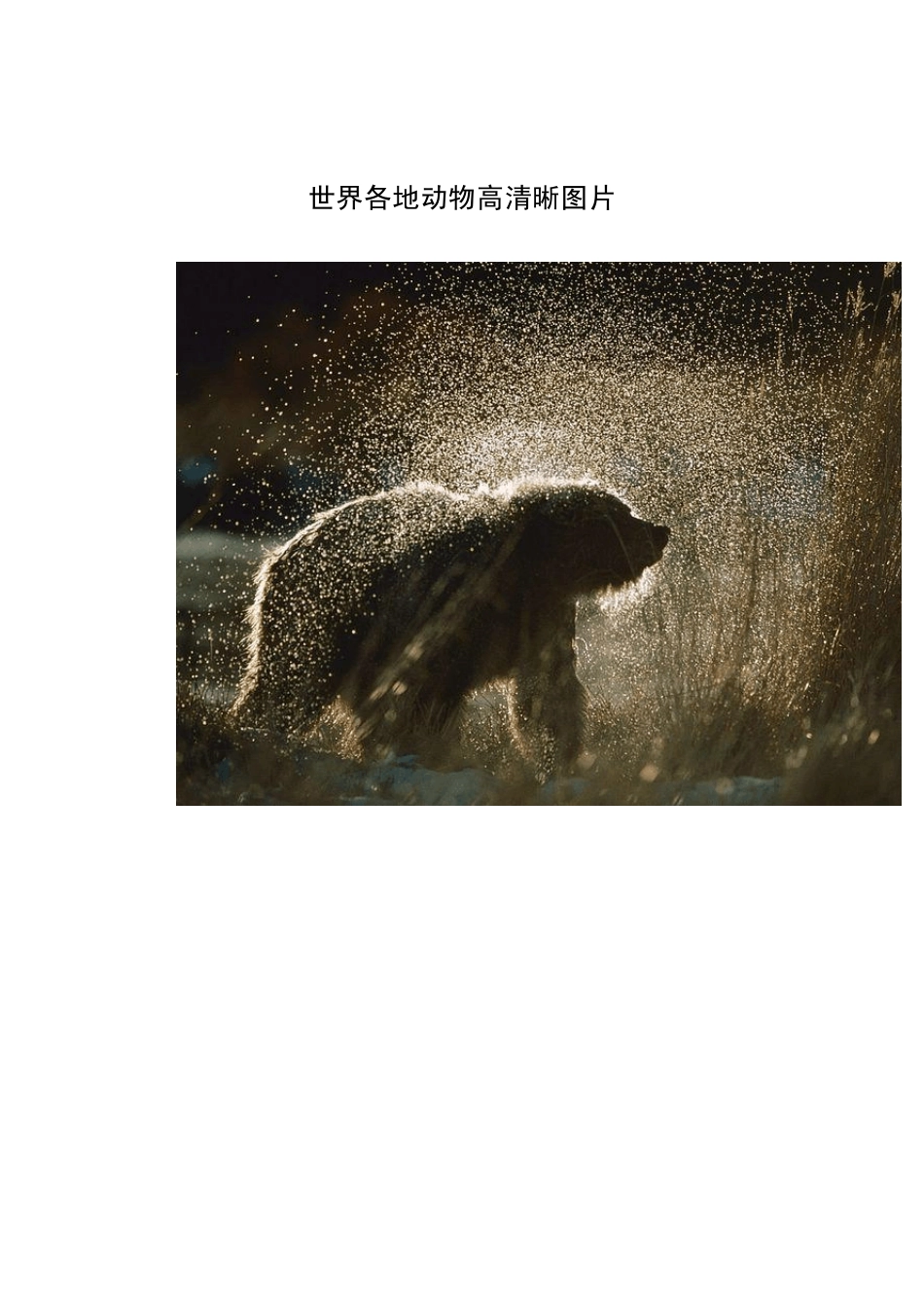 世界各地动物高清晰图片_第1页