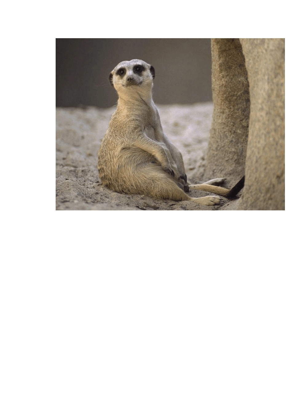 世界各地动物高清晰图片_第3页