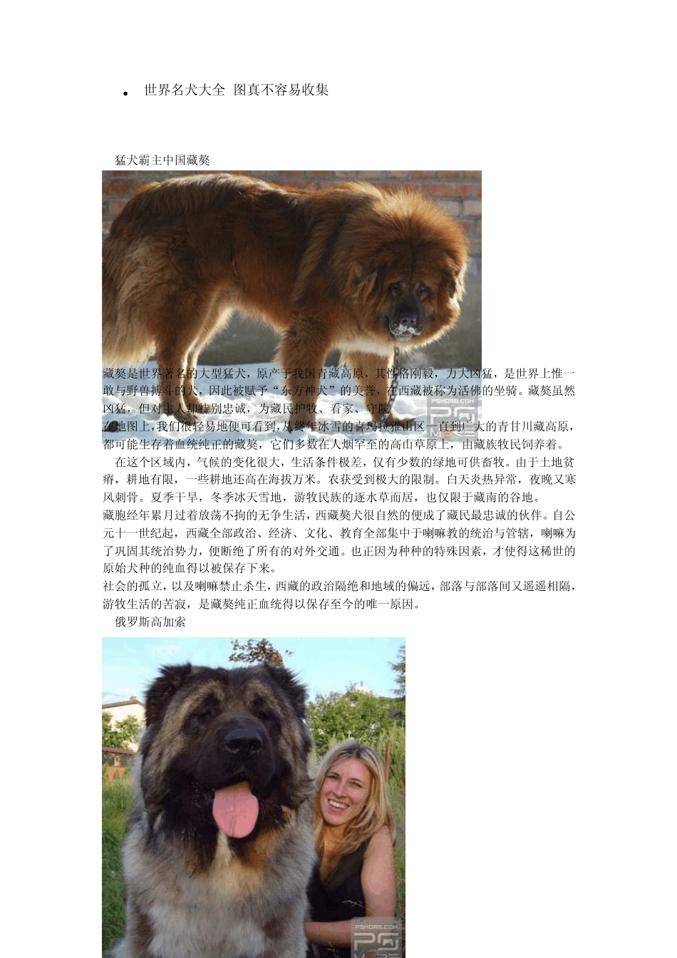 世界名犬大全,图真不容易收集_第1页