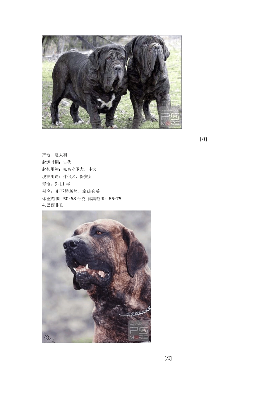 世界名犬大全_第3页
