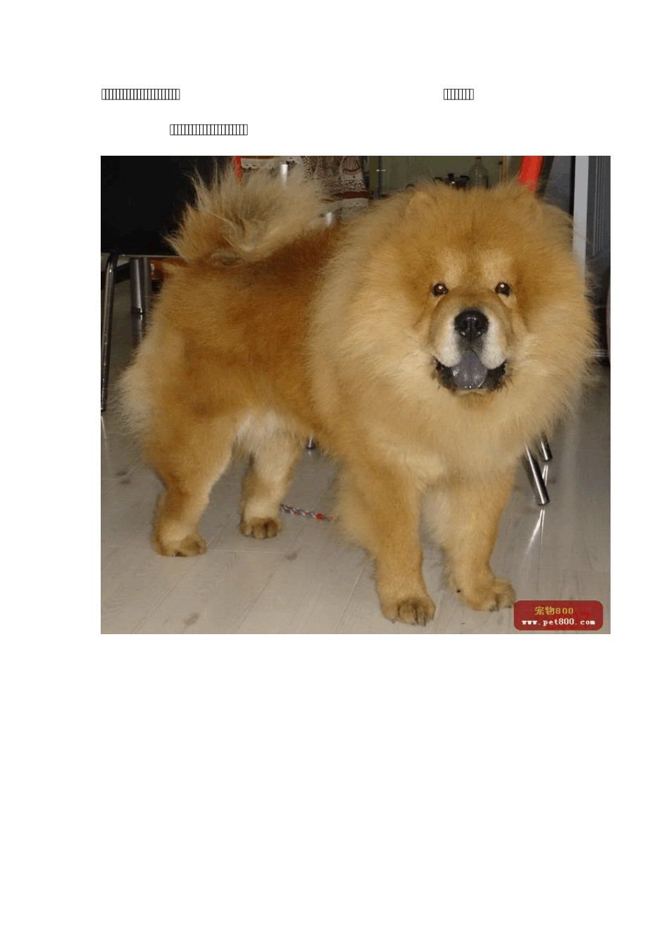 世界名贵犬种_第3页
