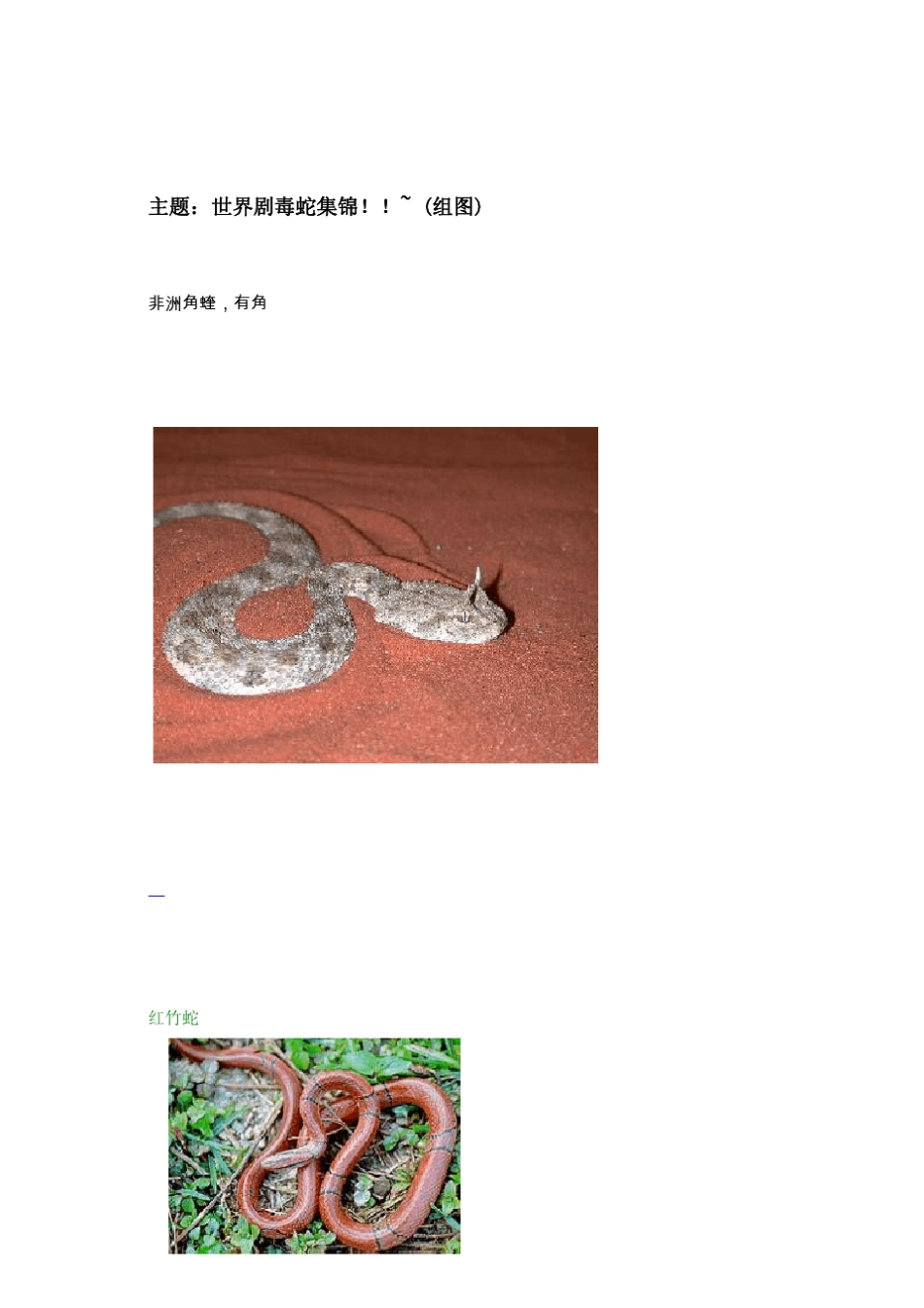 世界毒蛇大全(图)_第1页
