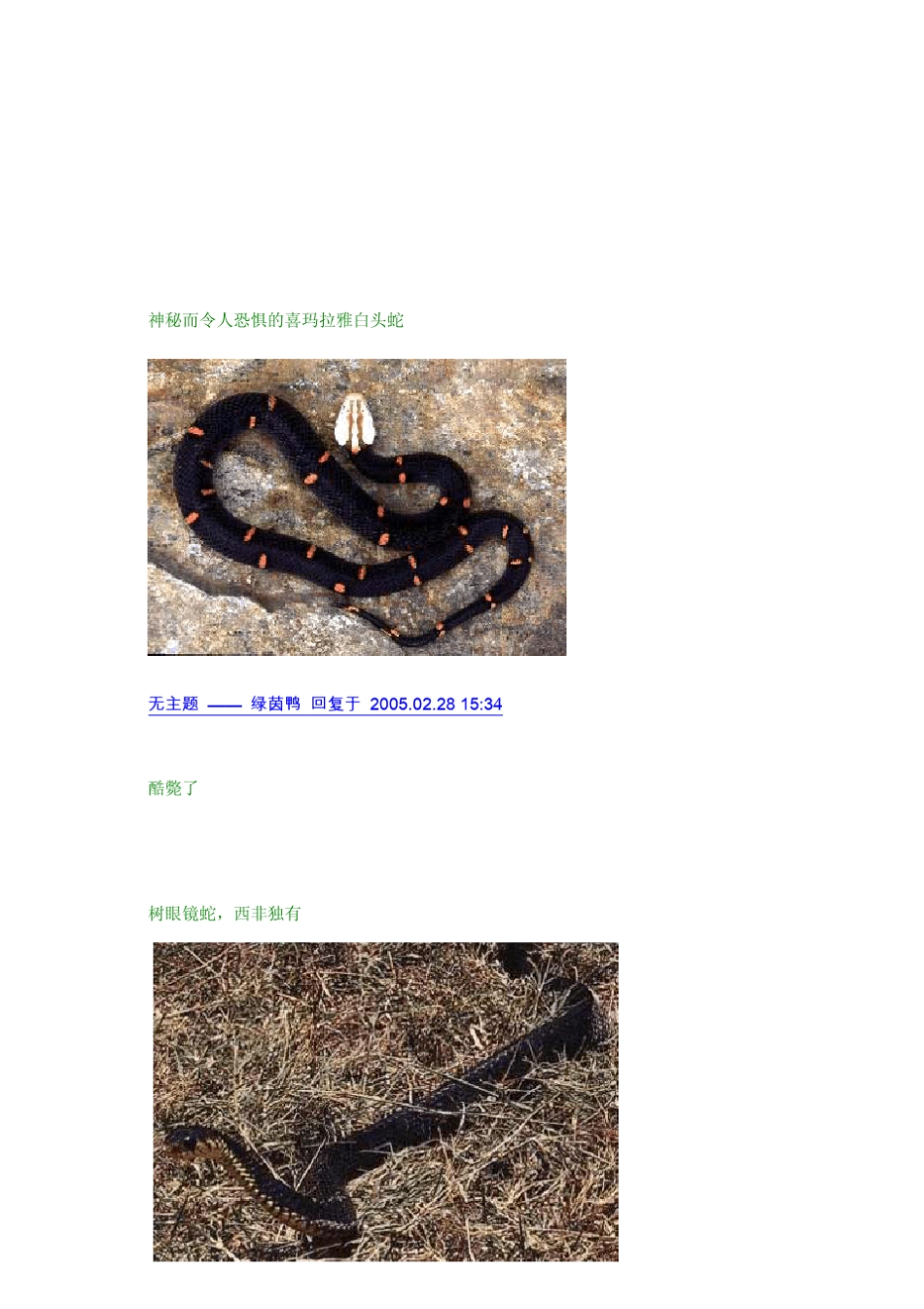 世界毒蛇大全(图)_第3页