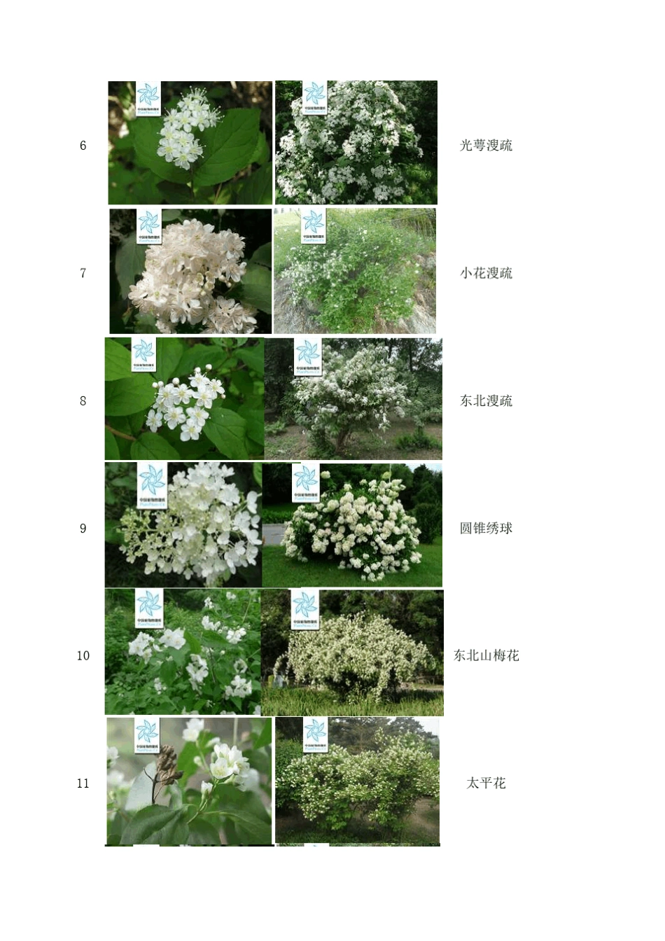 东北园林常用灌木_第2页