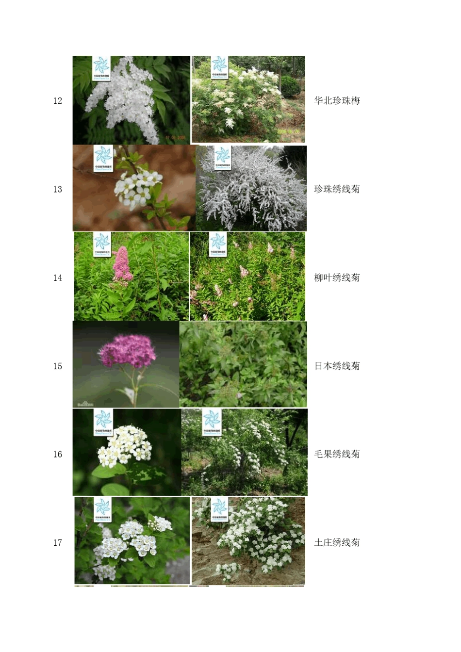 东北园林常用灌木_第3页
