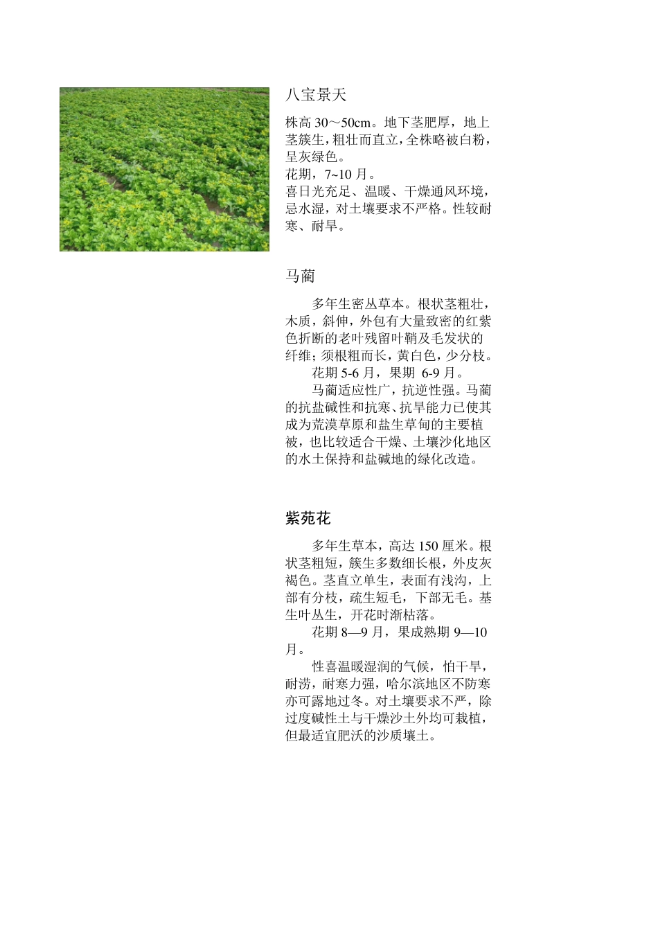 东北地区常用室外可露地越冬花卉_第3页