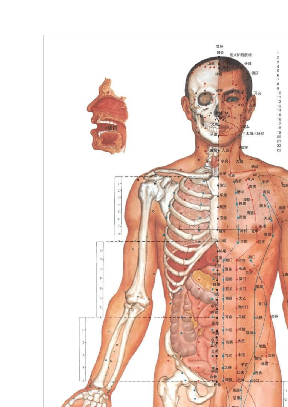 中医针灸穴位图_第2页