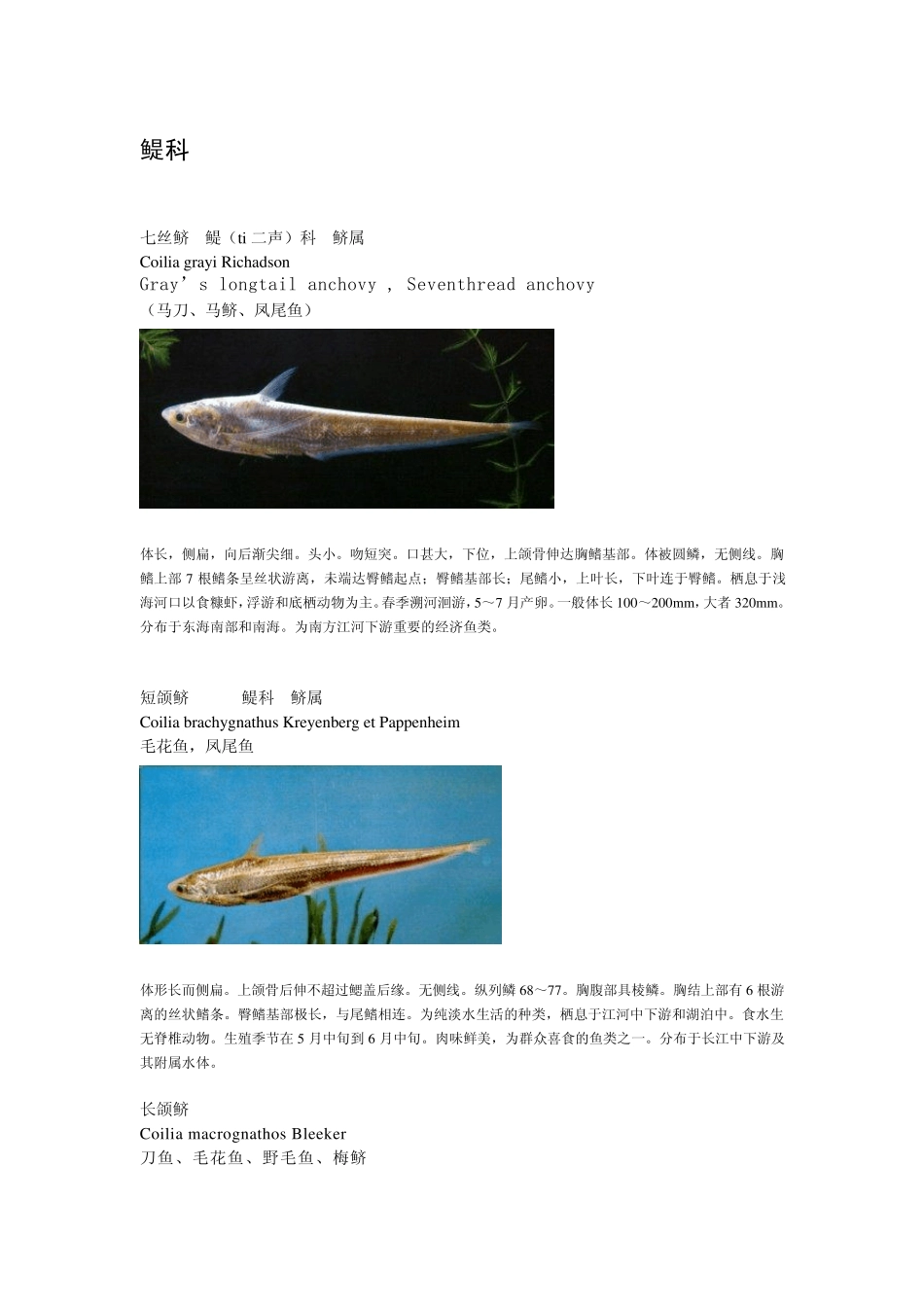 中国原生鱼种_第1页