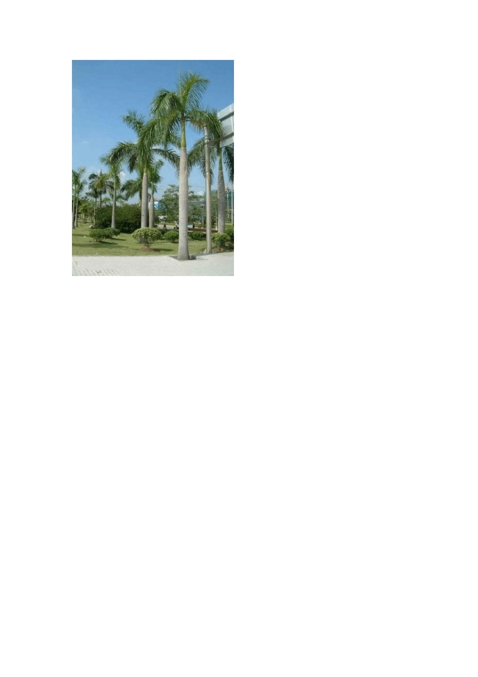 中国园林植物彩色应用图谱乔木卷_第3页