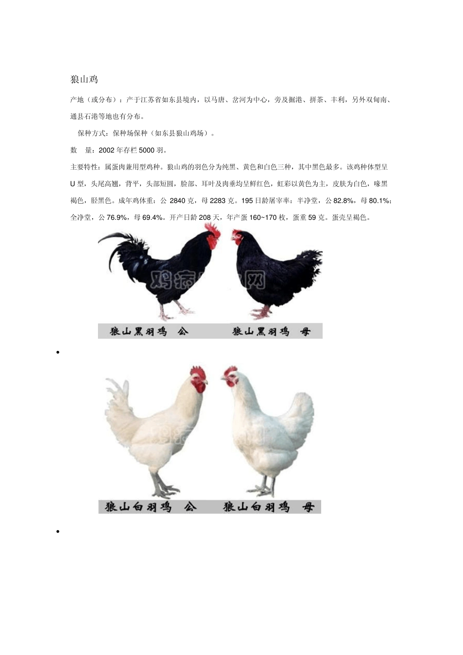 中国土鸡品种_第2页