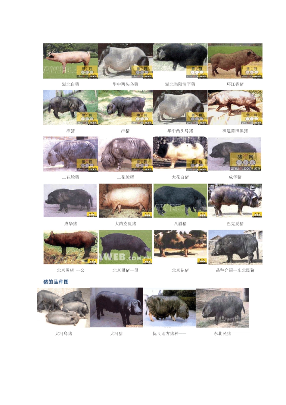 中国地方猪品种介绍及图片_第1页