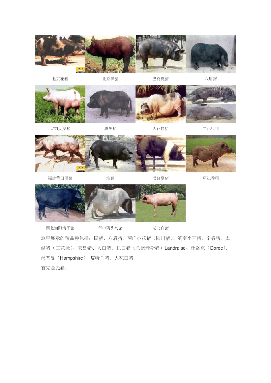 中国地方猪品种介绍及图片_第2页