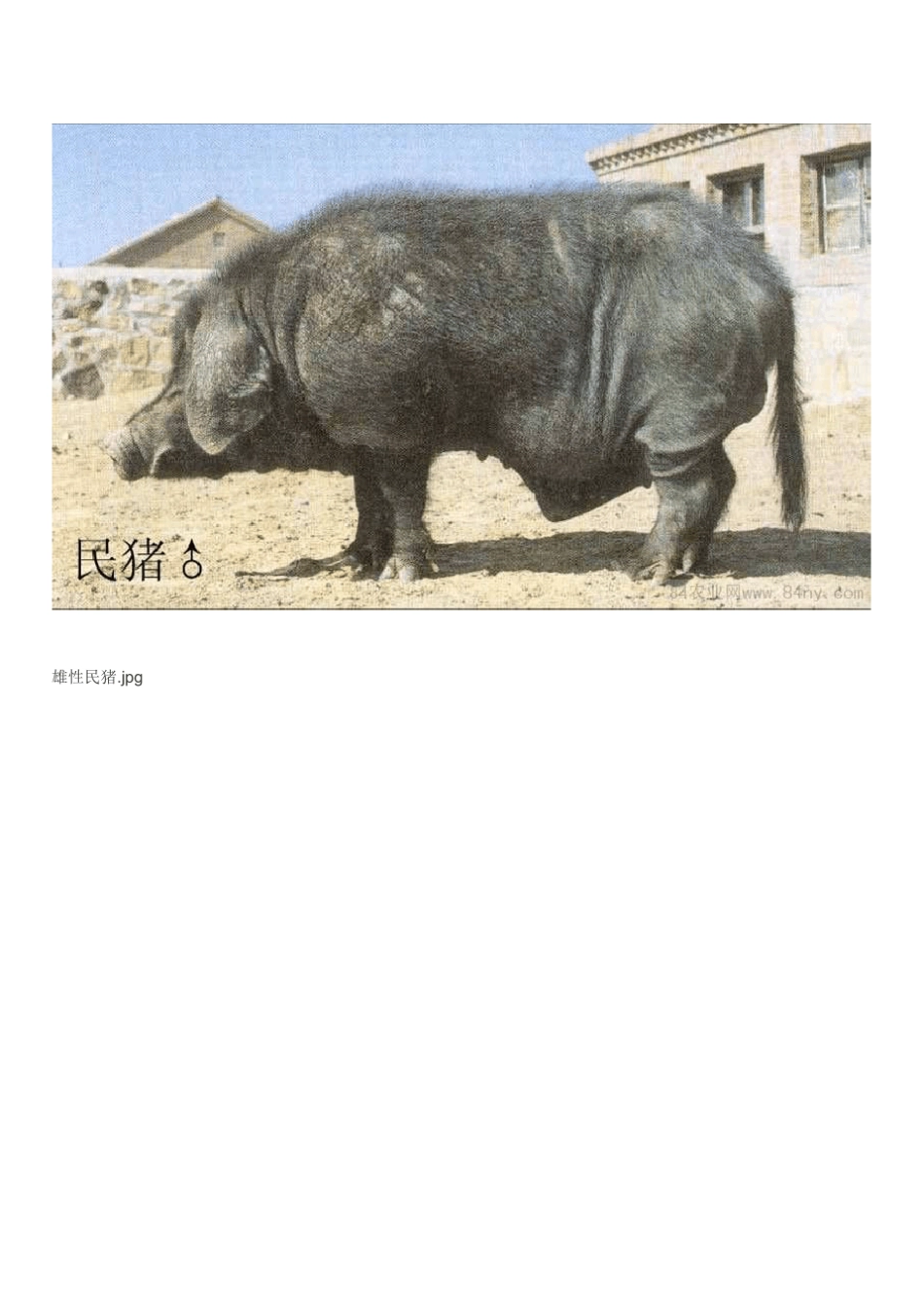 中国地方猪品种介绍及图片_第3页