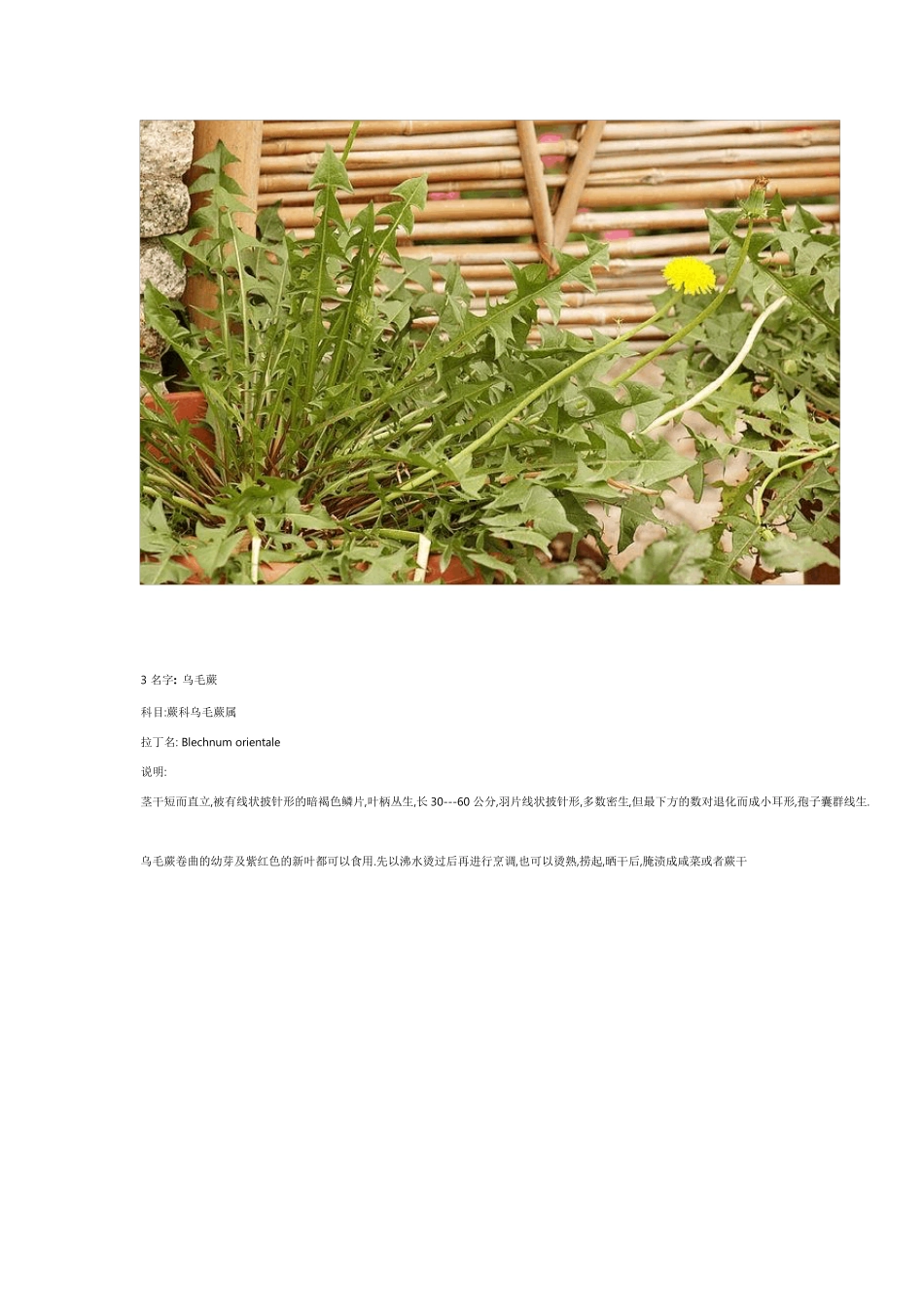 中国常见可食野生植物图谱_第3页