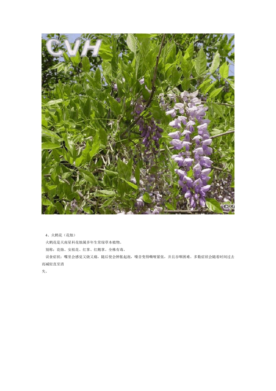 中国常见有毒花卉_第3页