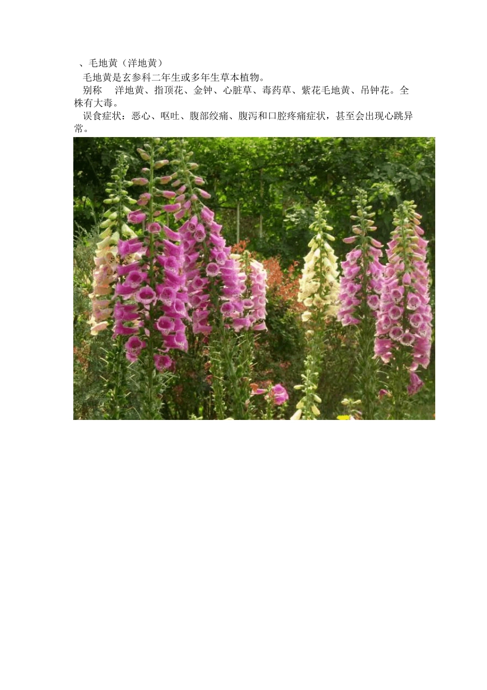 中国常见有毒花卉植物(附图)_第2页