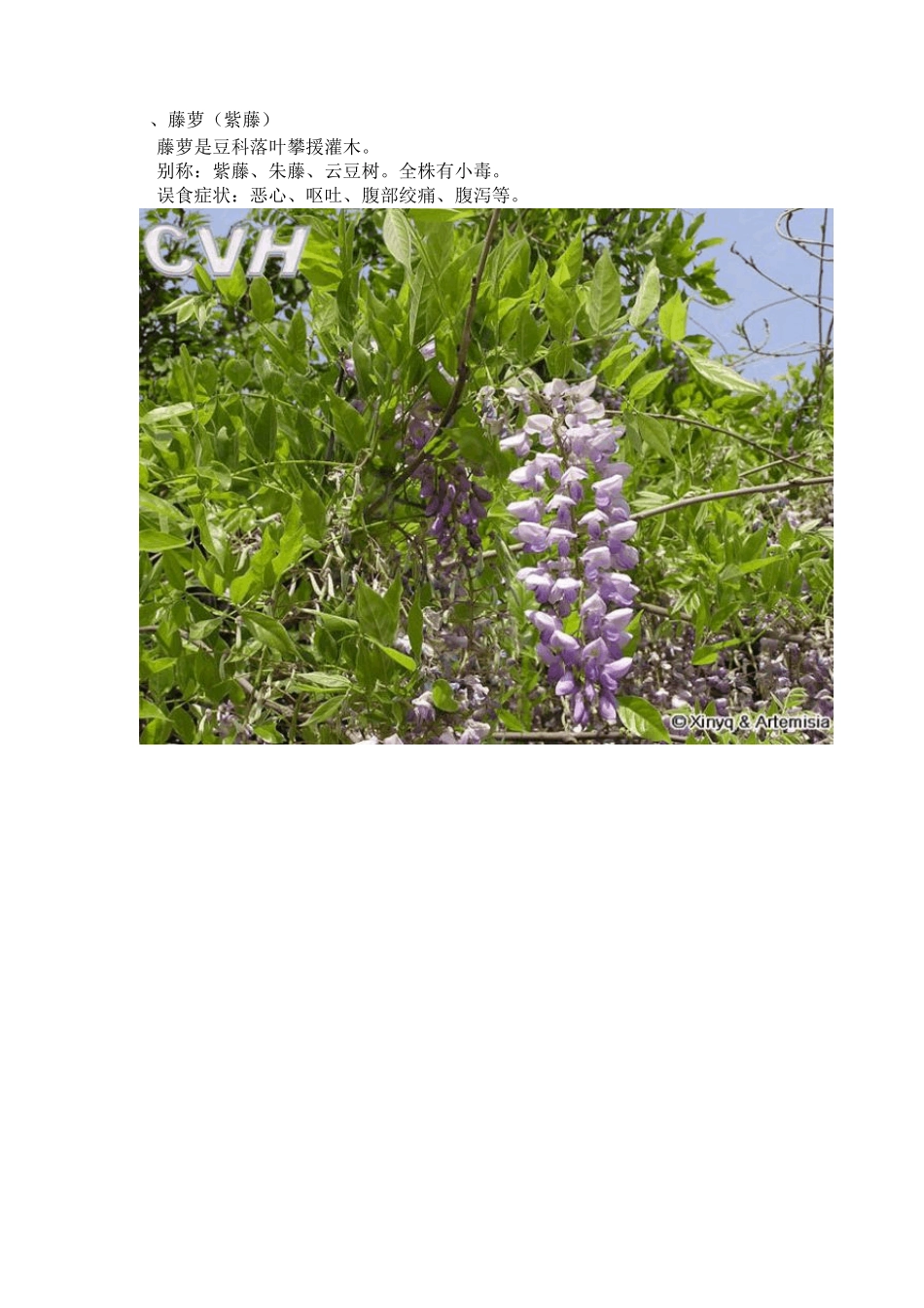 中国常见有毒花卉植物(附图)_第3页