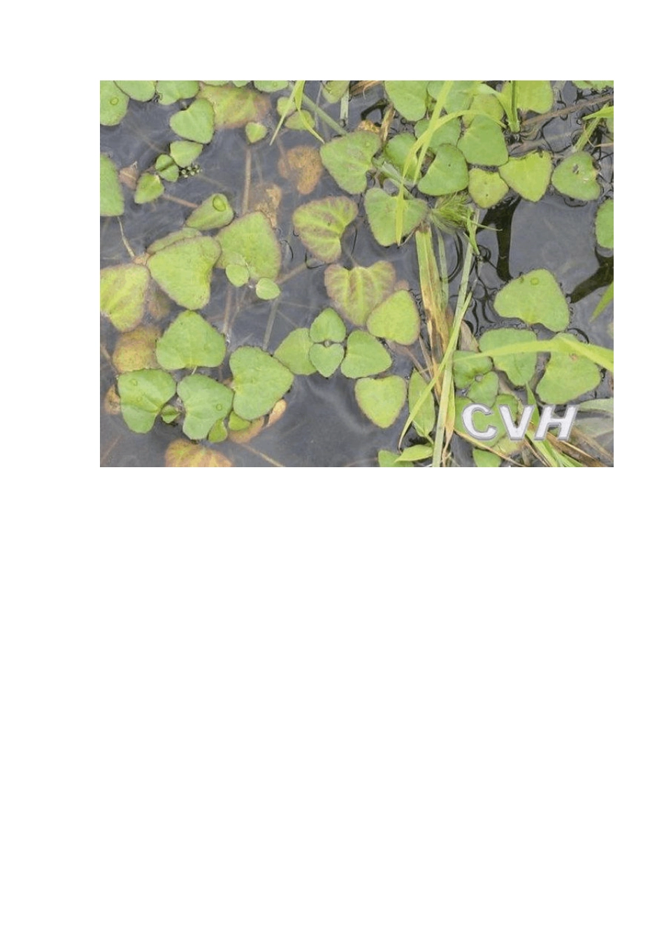 中国常见水生植物简介——浮水植物(附图)_第2页