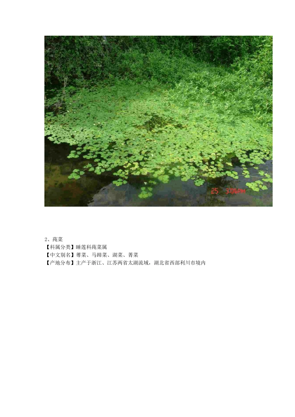 中国常见水生植物简介——浮水植物(附图)_第3页