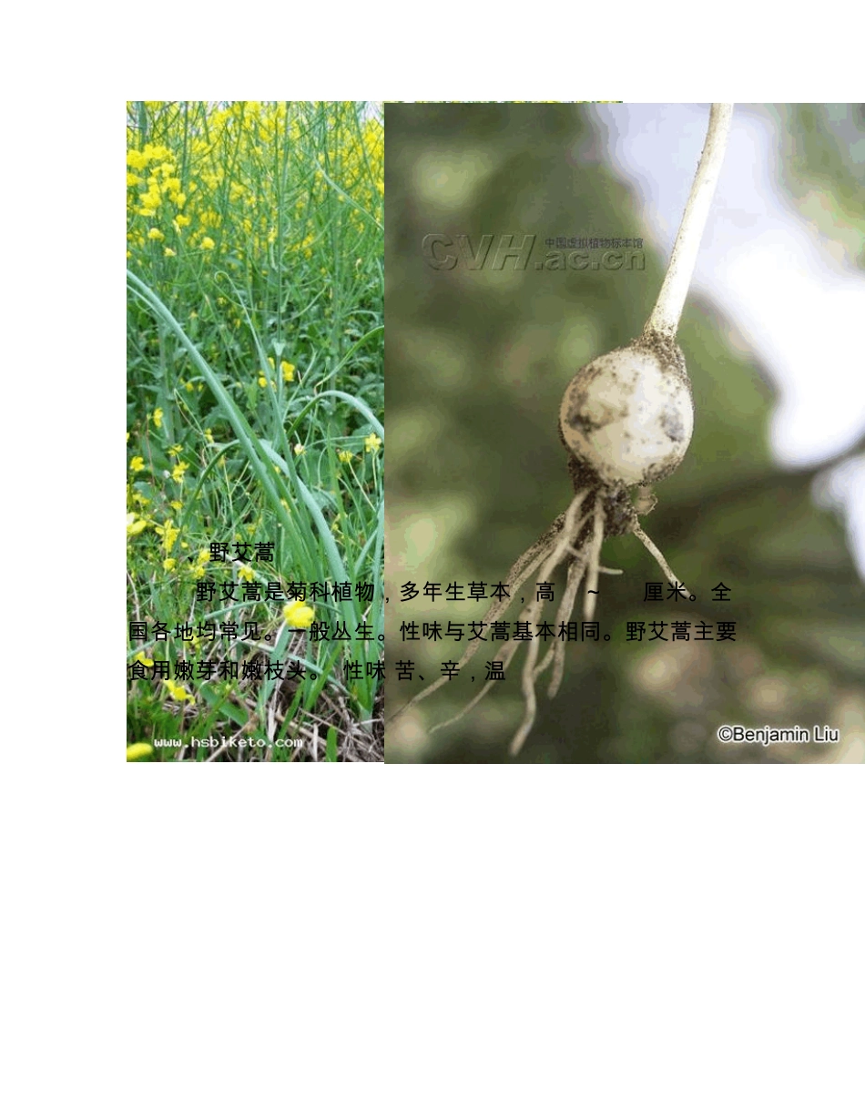 中国常见野菜及其食用1_第2页