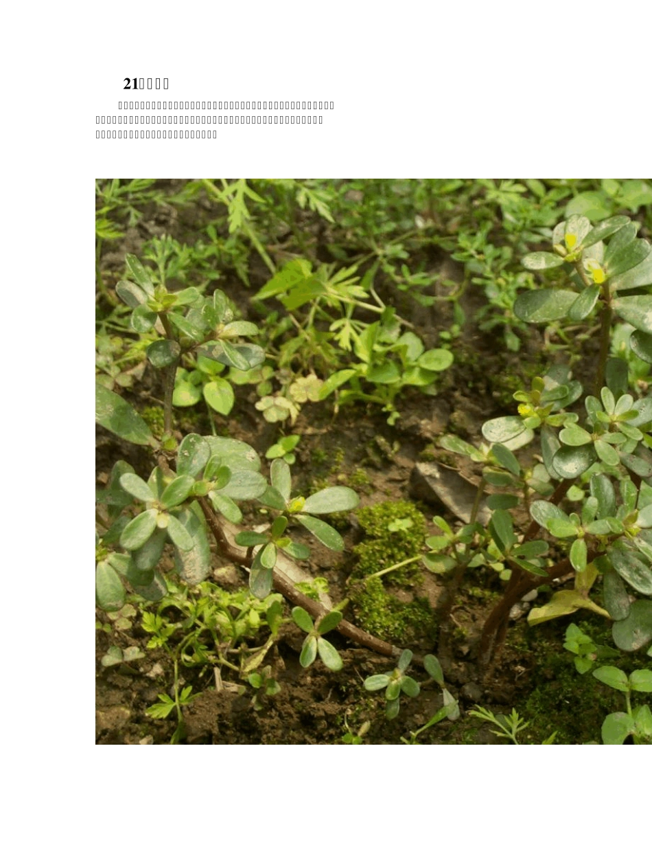 中国常见野菜及其食用2_第1页