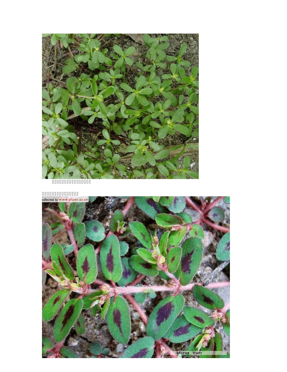 中国常见野菜及其食用2_第2页