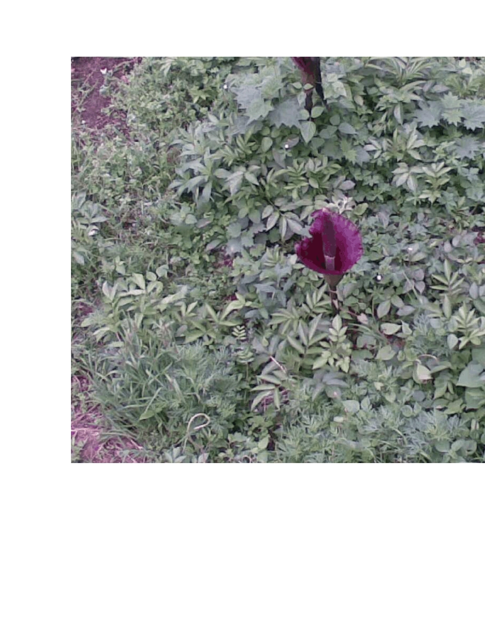 中国常见野菜及其食用3_第2页