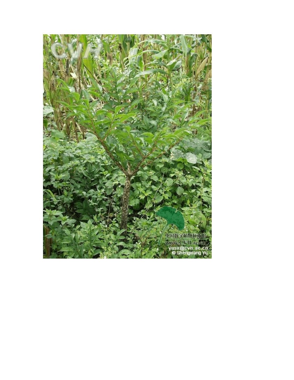 中国常见野菜及其食用3_第3页