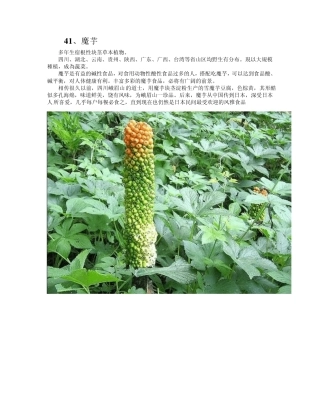 中国常见野菜及其食用3
