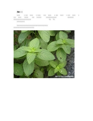 中国常见野菜及其食用4