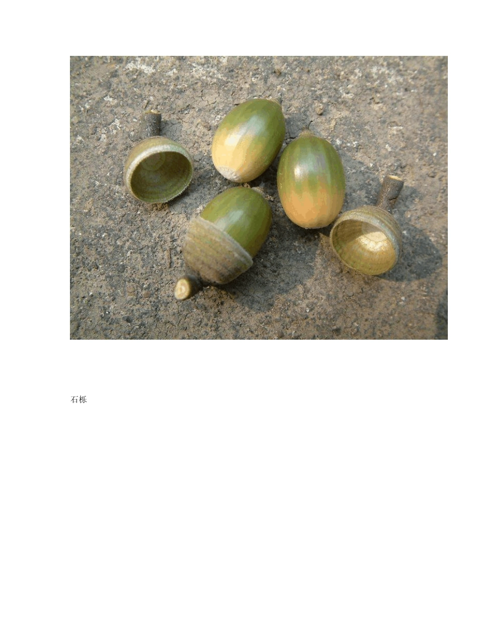 中国常见野菜及其食用7_第3页