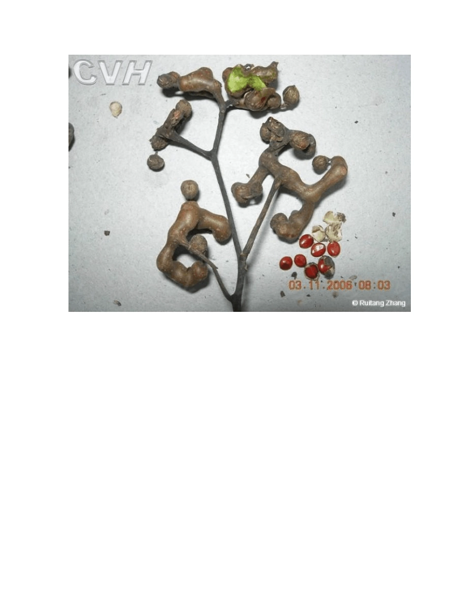 中国常见野菜及其食用6_第2页