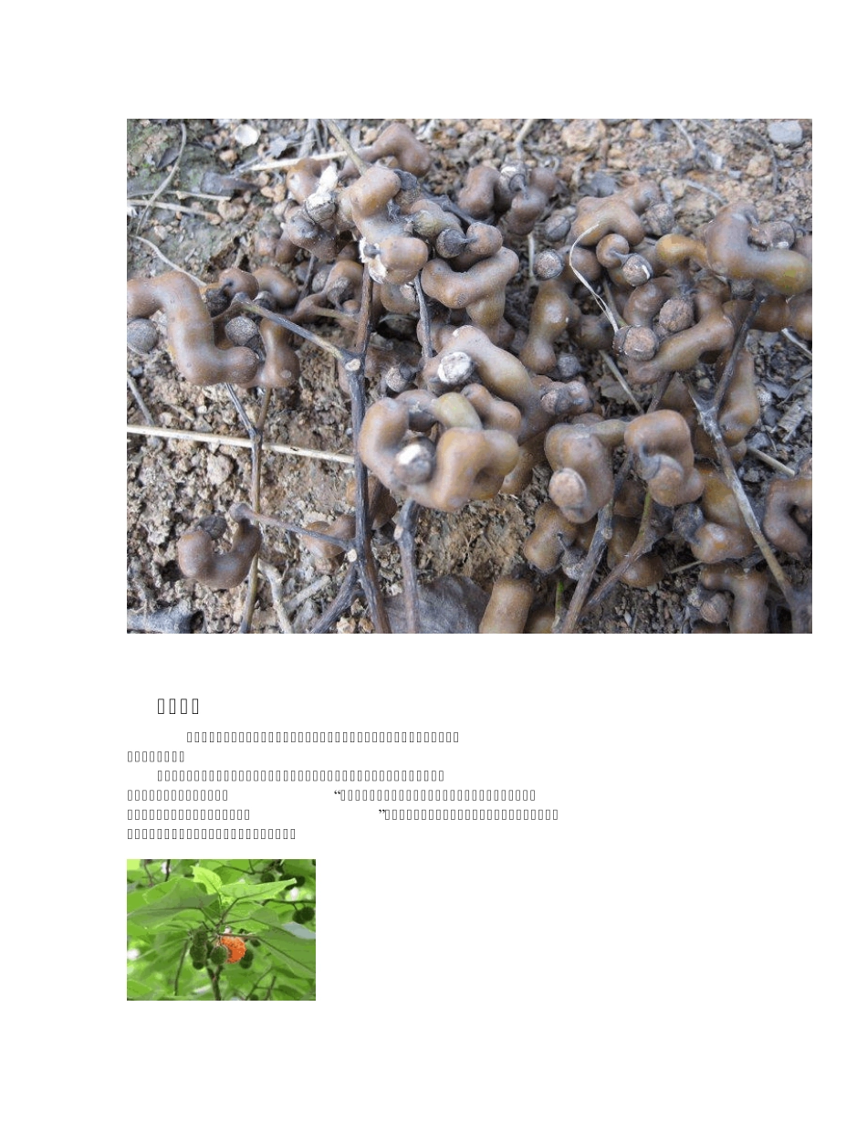 中国常见野菜及其食用6_第3页