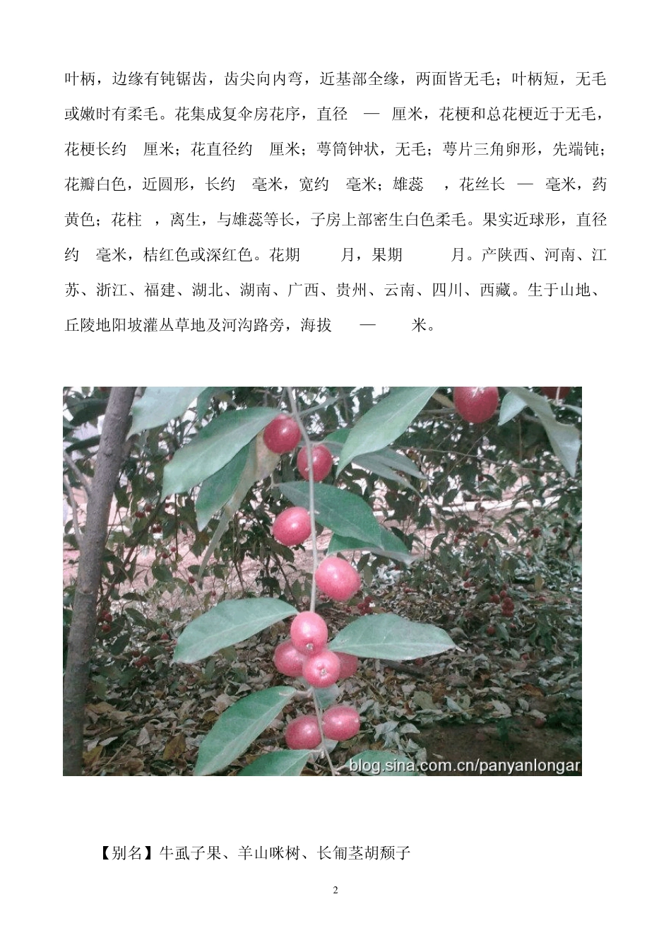 中国野生水果大全_第2页