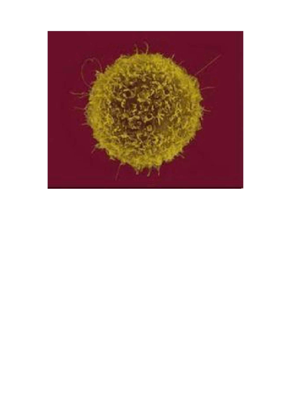 免疫细胞知识_第3页