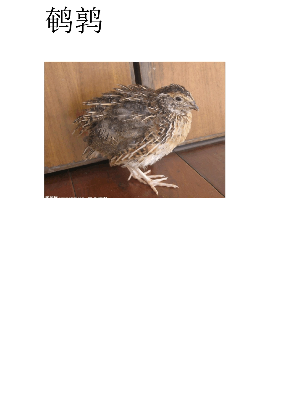 会生蛋的动物1_第2页