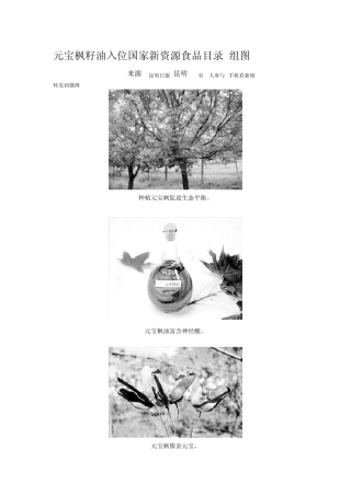 元宝枫籽油入位国家新资源食品目录