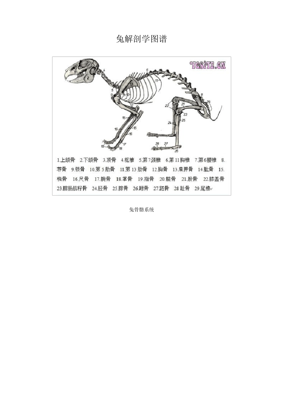 兔解剖学图谱_第1页