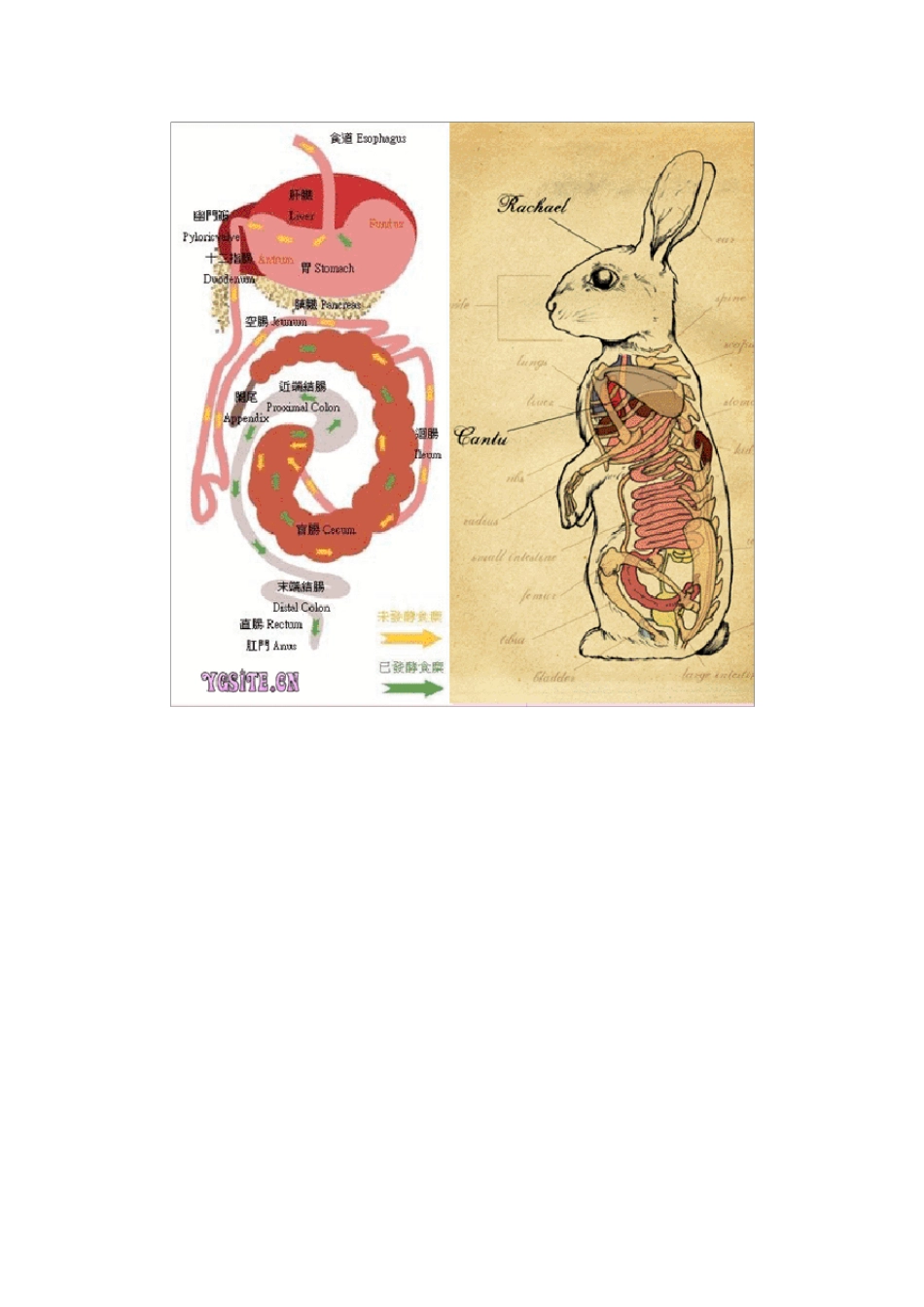 兔解剖学图谱_第3页