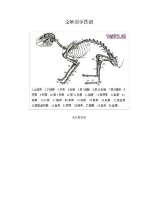 兔解剖学图谱