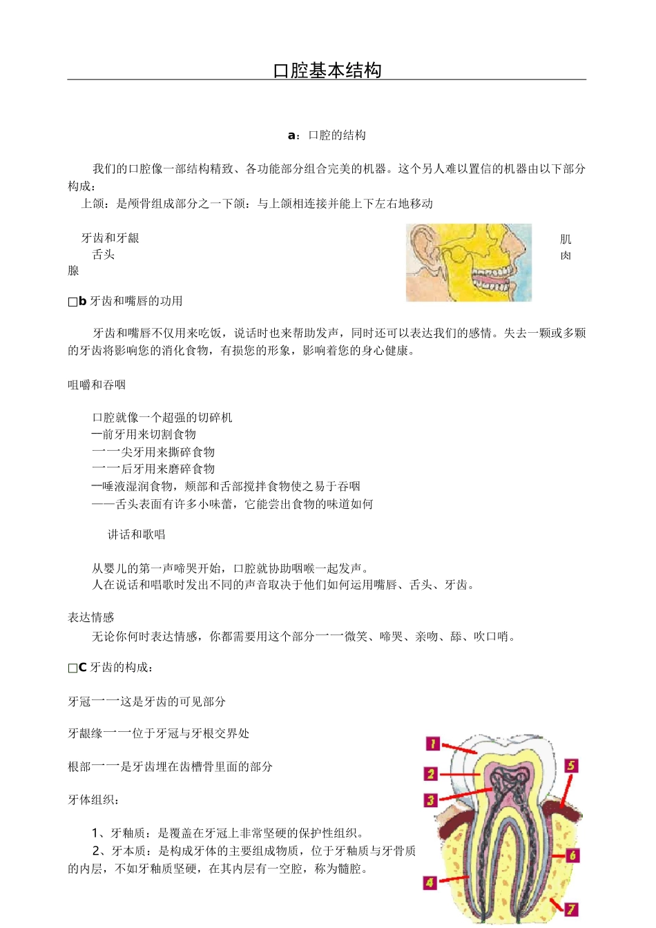 (完整版)口腔基本结构_第1页