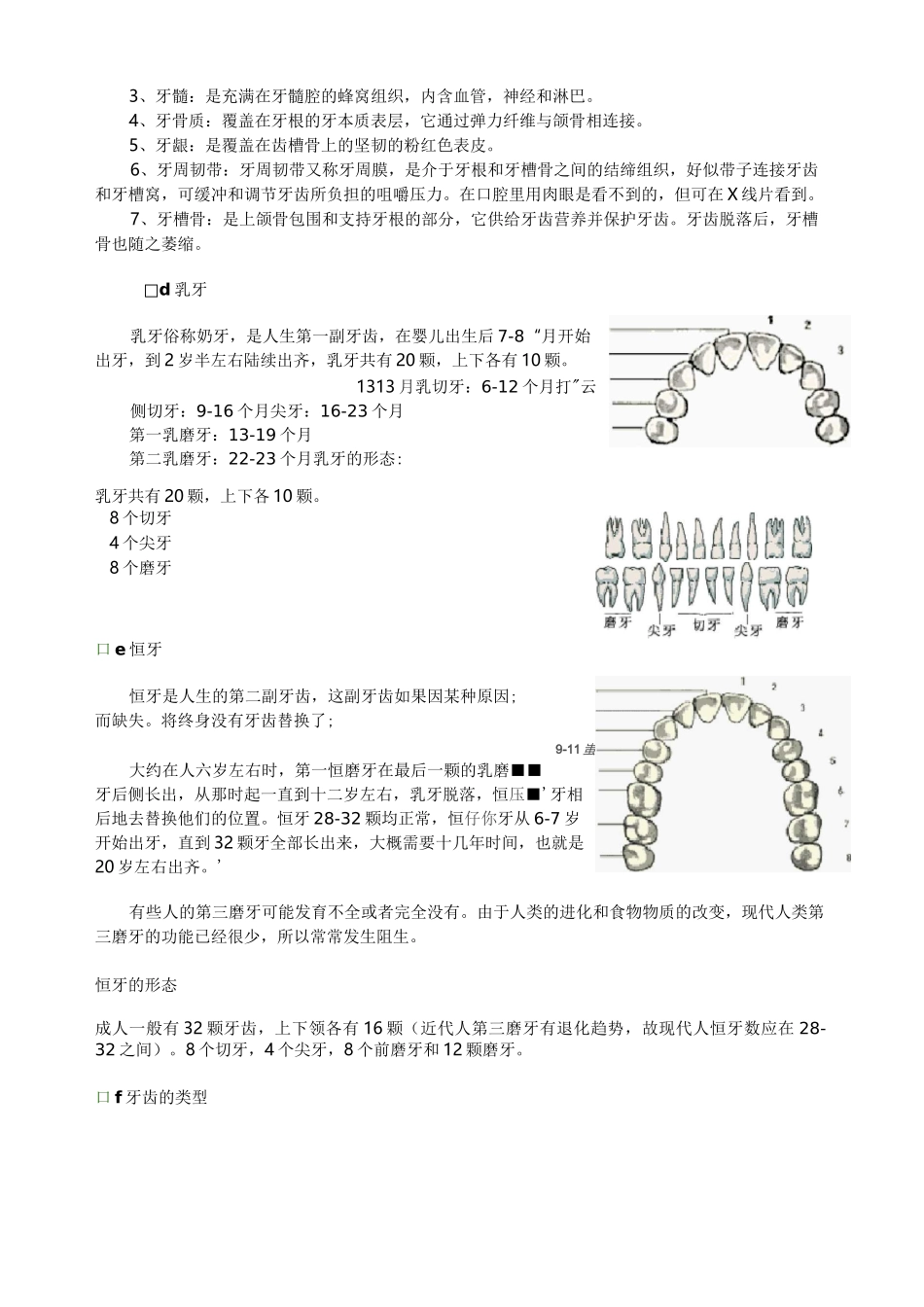 (完整版)口腔基本结构_第2页