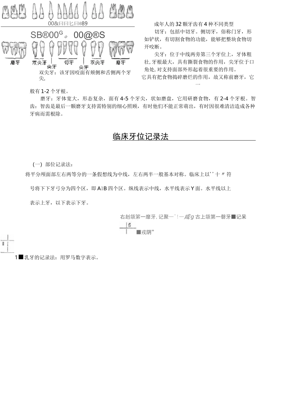 (完整版)口腔基本结构_第3页