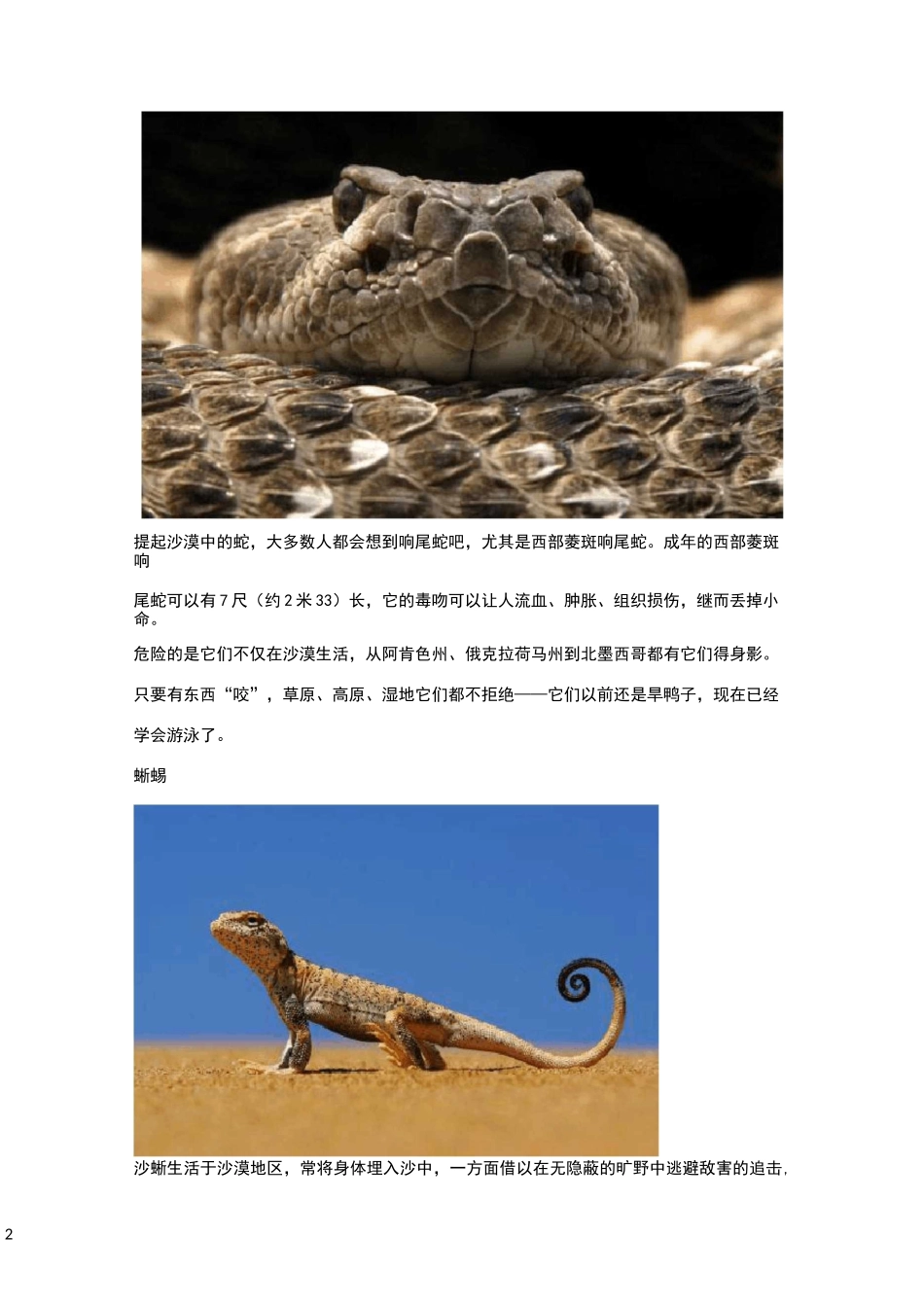 沙漠中的动物介绍_第2页