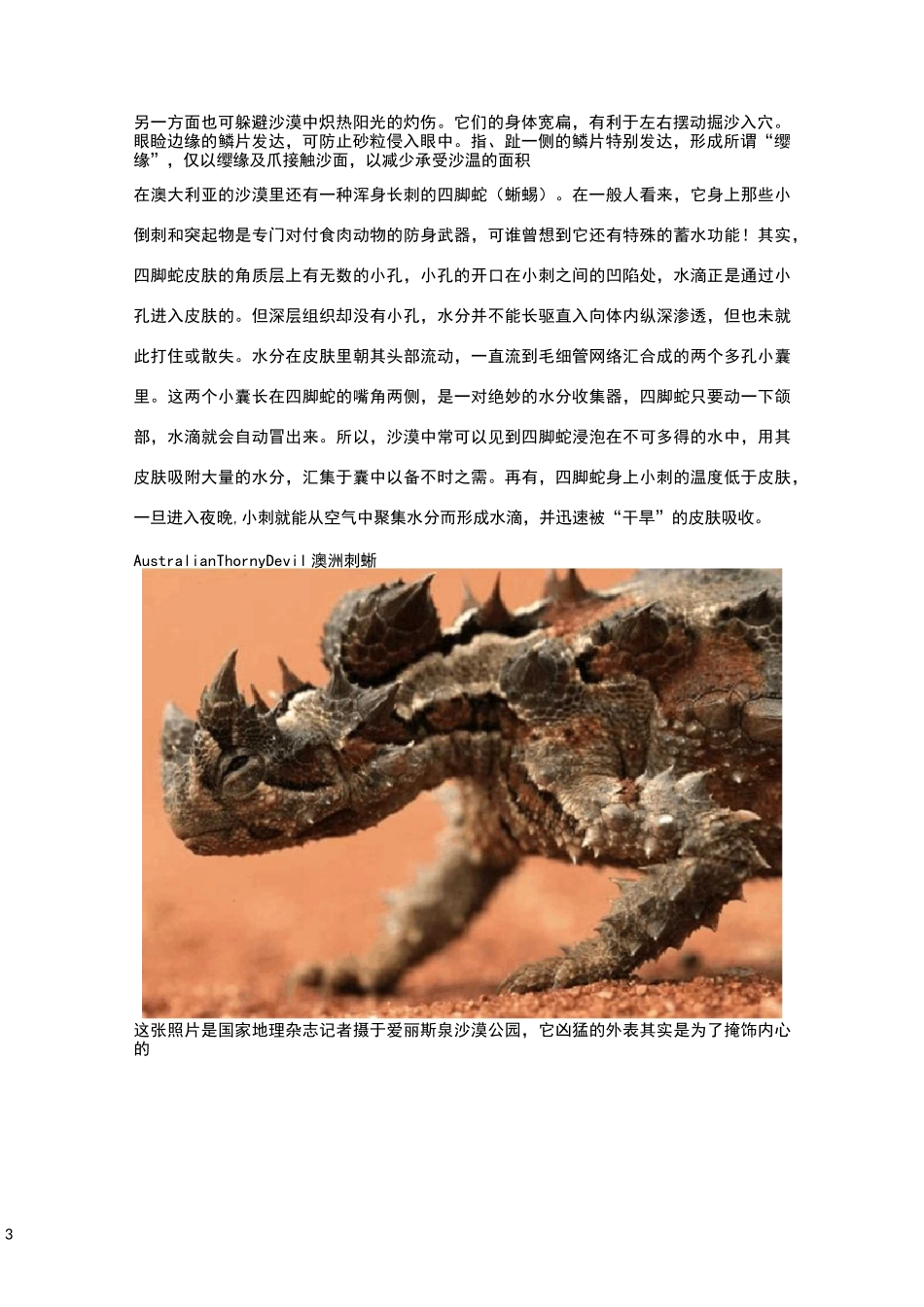 沙漠中的动物介绍_第3页