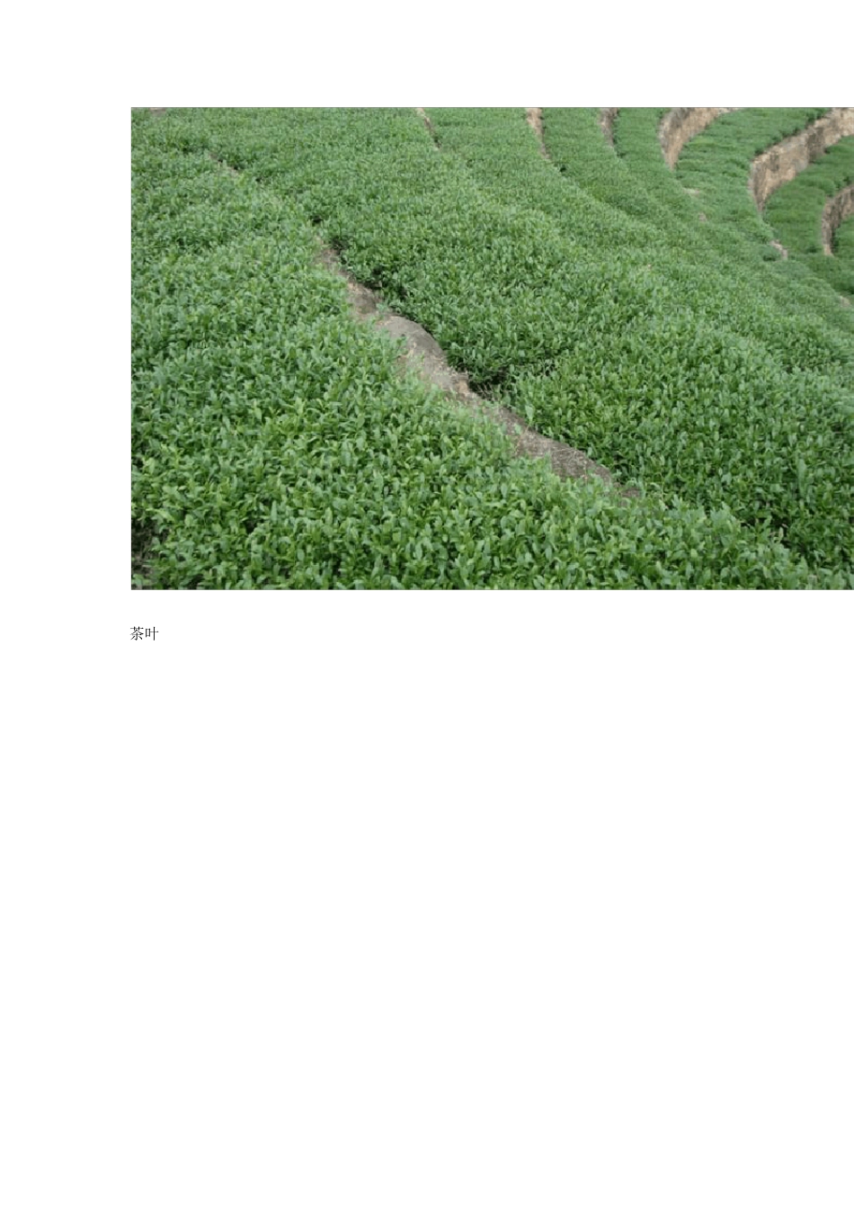 六大茶叶基础知识培训_第2页