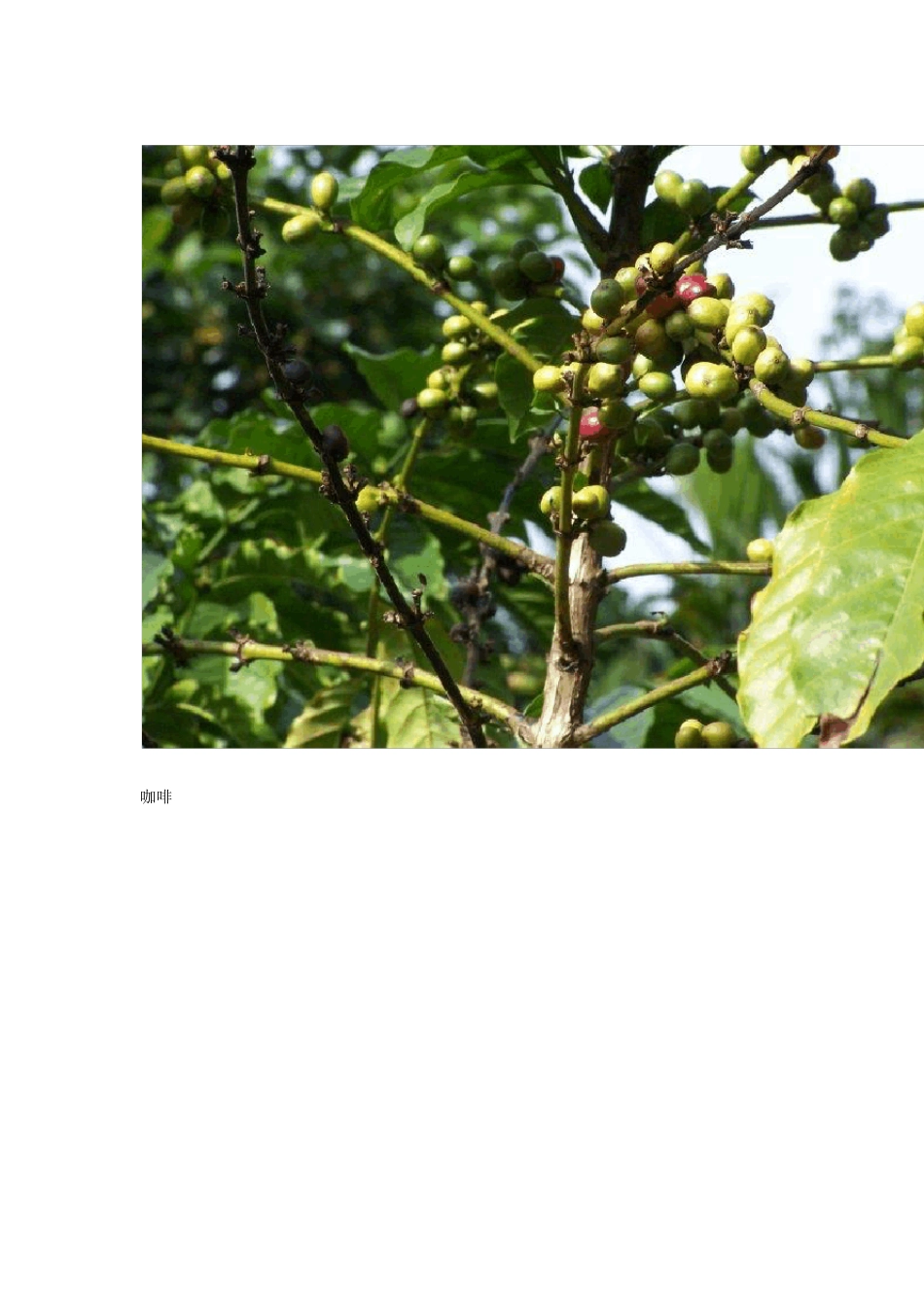 六大茶叶基础知识培训_第3页