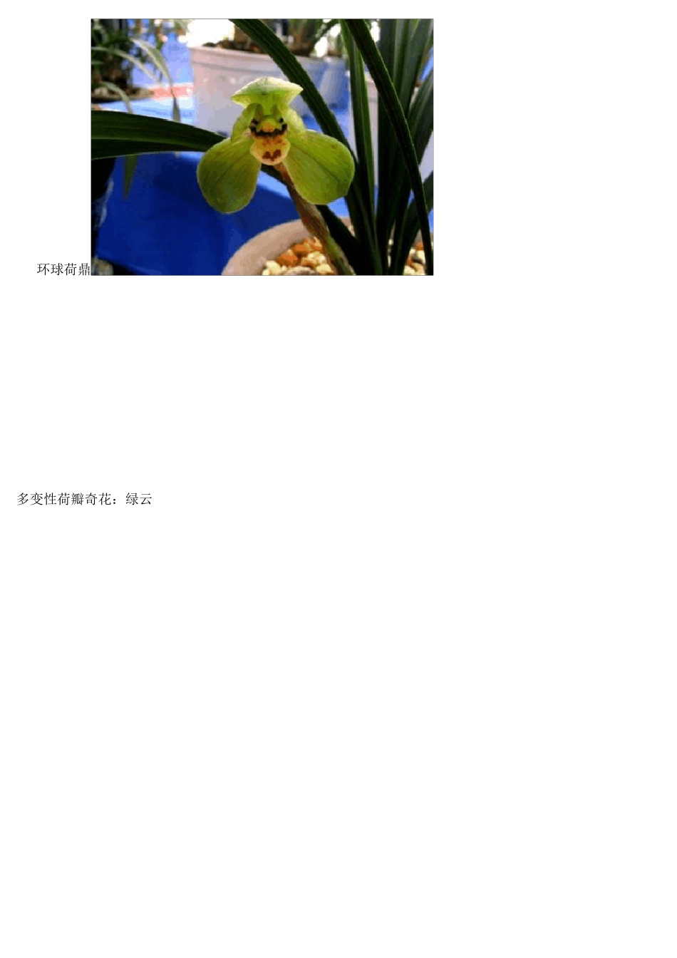 兰花品种简介_第2页