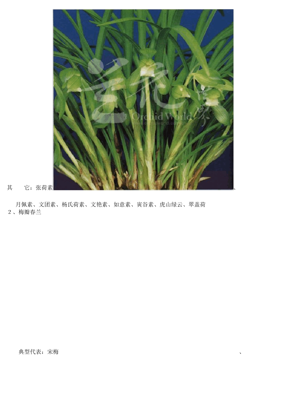 兰花品种简介_第3页